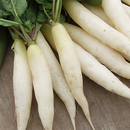 RADISH ICICLE seed image