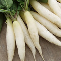 RADISH ICICLE seed image