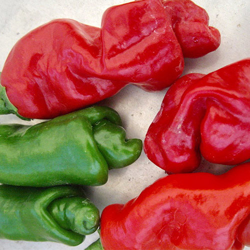 PEPPER PETER PEPPER seed image