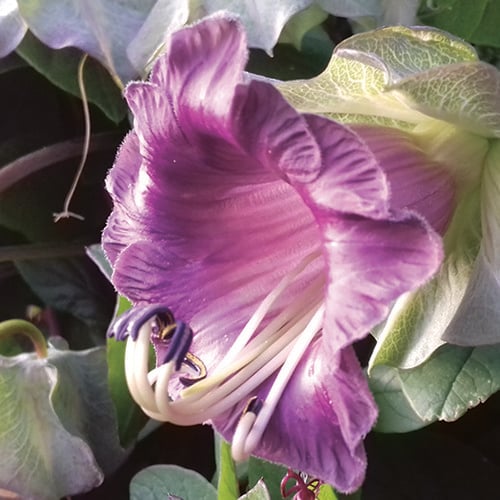 COBAEA SCANDENS seed image