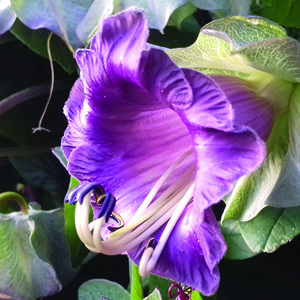 COBAEA SCANDENS seed image