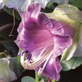 COBAEA SCANDENS seed image