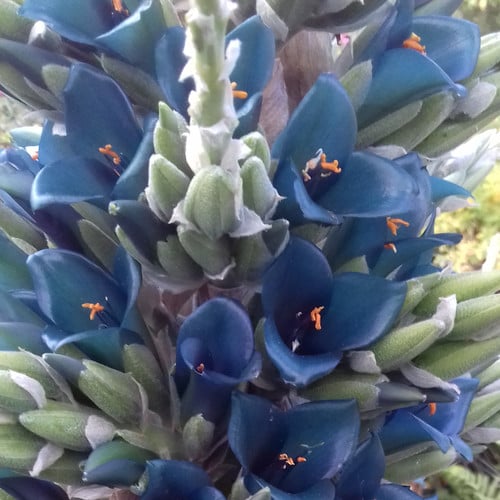 PUYA BERTERONIANA seed image