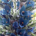 PUYA BERTERONIANA seed image