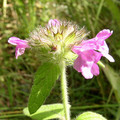 CLINOPODIUM VULGARE seed image