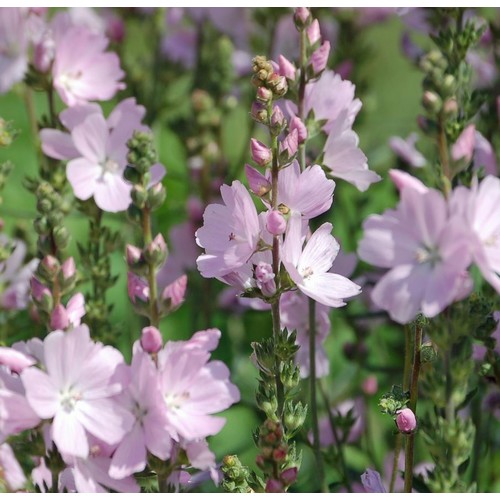 SIDALCEA MALVIFLORA 'ELSIE HEUGH' seed image