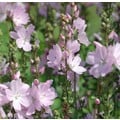 SIDALCEA MALVIFLORA 'ELSIE HEUGH' seed image