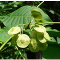 PTELEA TRIFOLIATA seed image