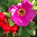 ROSA  RUGOSA seed image