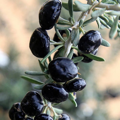 GOJI BERRY BIG BLACK SEEDS (Lycium ruthenicum, Wolf Berry) (BERRY) - Plant  World Seeds