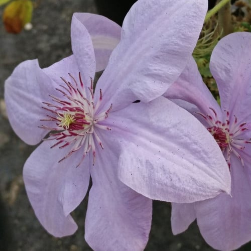 CLEMATIS BABY BLUE seed image