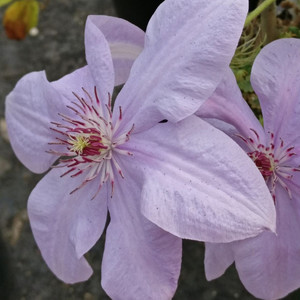 CLEMATIS BABY BLUE seed image