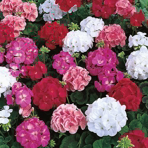 Geranium Maverick Mixed Seeds Pelargonium X Hortorum Zonal Geranium Plant World Seeds Geranium Maverick Mixed Seeds Pelargonium X Hortorum Zonal Geranium Plant World Seeds