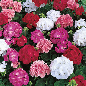 GERANIUM 'MAVERICK MIXED' seed image