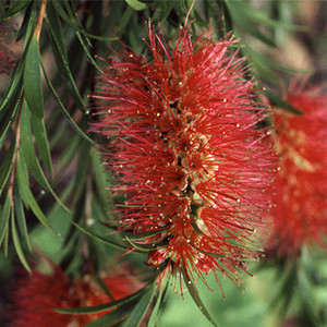 CALLISTEMON RIGIDUS seed image