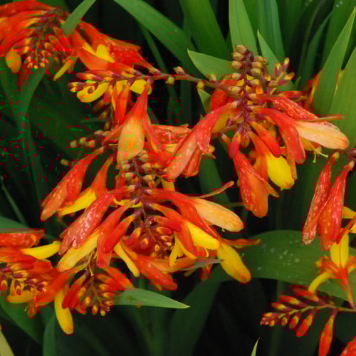 CROCOSMIA NEW HYBRIDS seed image