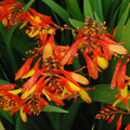 CROCOSMIA NEW HYBRIDS seed image