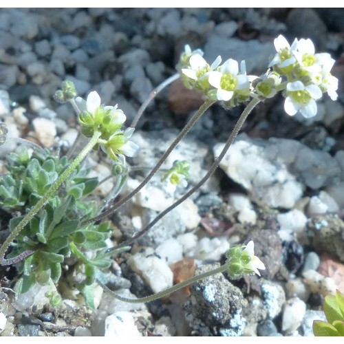 DRABA NIVALIS seed image