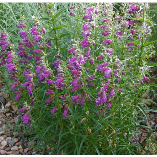 PENSTEMON 'PIKE'S PEAK PURPLE' seed image