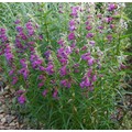 PENSTEMON 'PIKE'S PEAK PURPLE' seed image