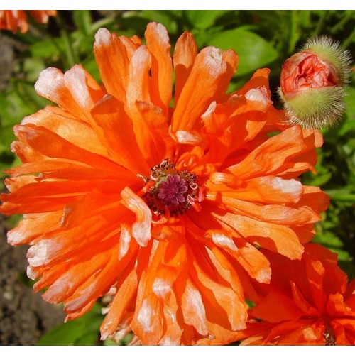 PAPAVER ORIENTALE  'FIREBALL' seed image