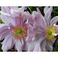 ANEMONE X HYBRIDA 'PAMINA' seed image