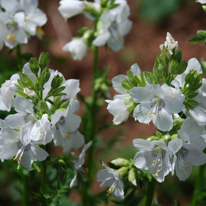 POLEMONIUM CAERULEUM ALBA seed image