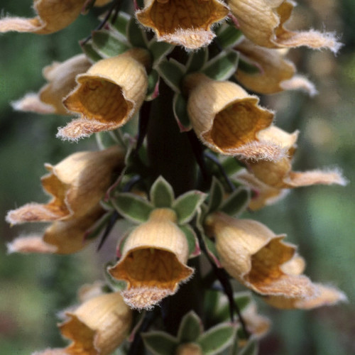 DIGITALIS FERRUGINEA seed image