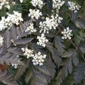 ANTHRISCUS SYLVESTRIS 'RAVENSWING' seed image