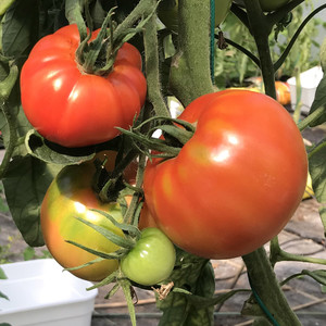 Tomato Pink Flaminho Heirloom Seeds NON GMO for Planting 201789