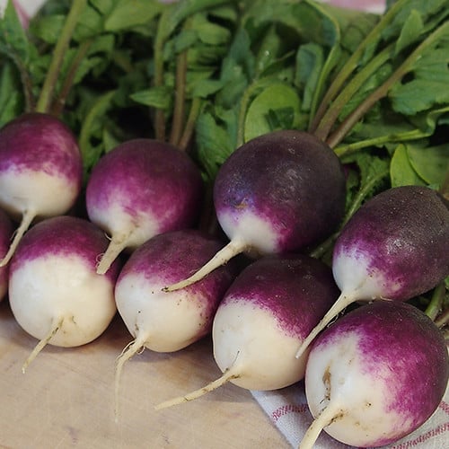 RADISH DIANA seed image