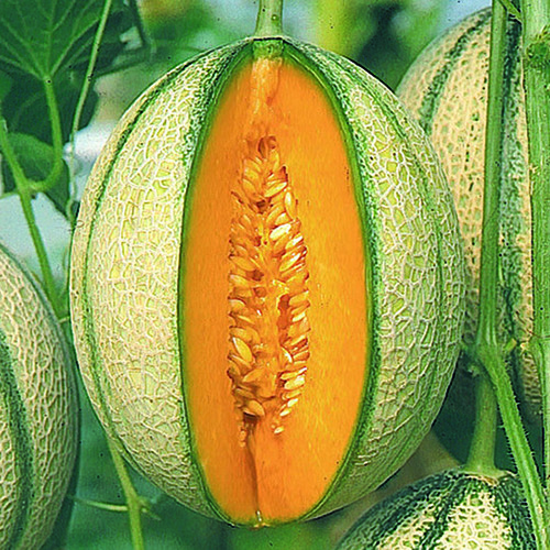 MELON PEPITO F1 seed image