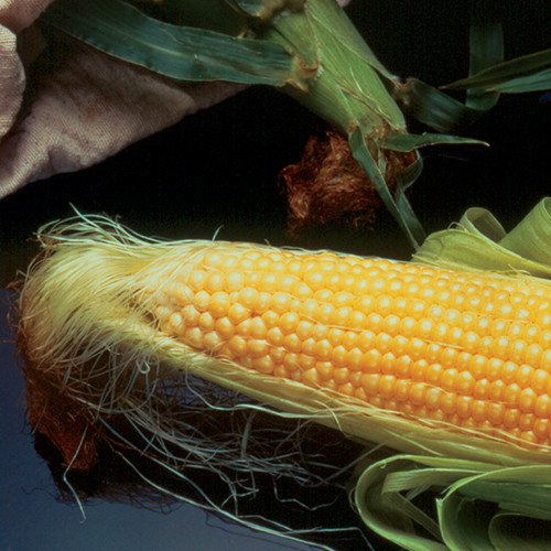 SWEETCORN INCREDIBLE F1 seed image
