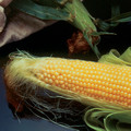 SWEETCORN INCREDIBLE F1 seed image