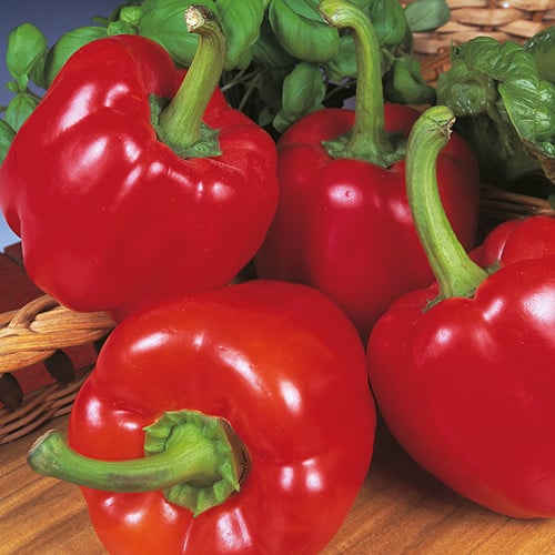 PEPPER BEAUTY BELL F1 seed image
