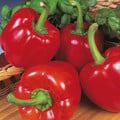 PEPPER BEAUTY BELL F1 seed image