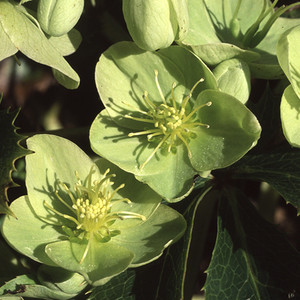 HELLEBORUS CORSICUS (ARGUTIFOLIUS) seed image