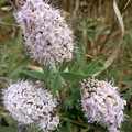 VITEX AGNUS CASTUS 'PINK ICING' seed image