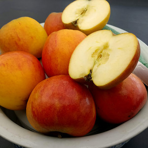 APPLE 'SUMMER GOLD' seed image