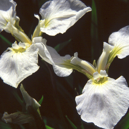 IRIS SETOSA ALBA seed image