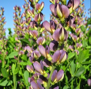 BAPTISIA X VARIICOLOR 'TWILITE PRAIRIEBLUES' seed image