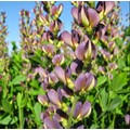 BAPTISIA X VARIICOLOR 'TWILITE PRAIRIEBLUES' seed image