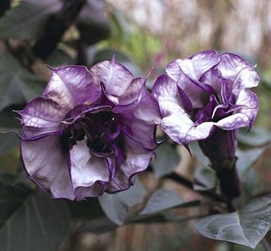 DATURA DOUBLE BLACK seed image