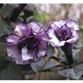 DATURA DOUBLE BLACK seed image