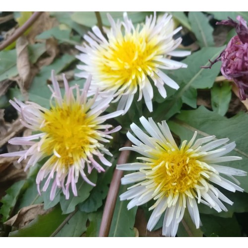 TARAXACUM MONGOLICUM seed image