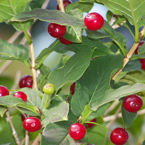 LONICERA ALPIGENA seed image