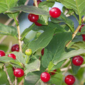 LONICERA ALPIGENA seed image