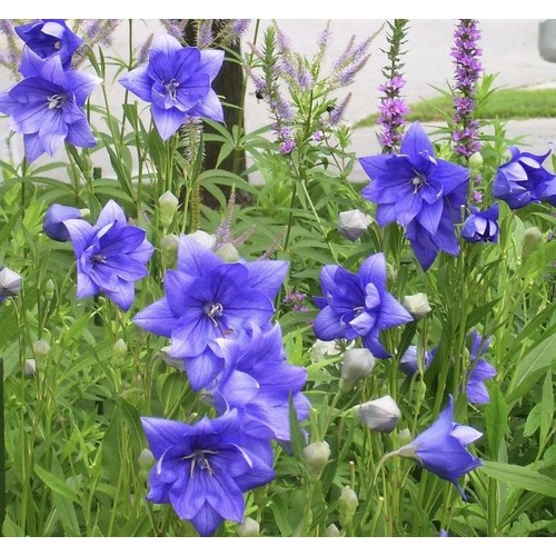 PLATYCODON GRANDIFLORUS HAKONE BLUE seed image