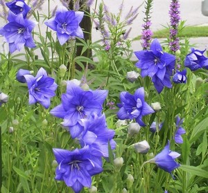 PLATYCODON GRANDIFLORUS HAKONE BLUE seed image