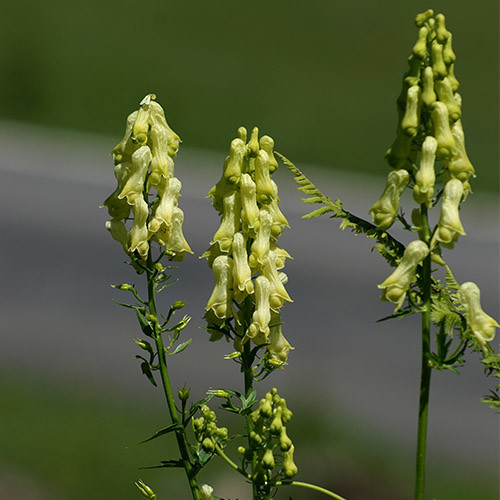 ACONITUM SPECIES MIXED seed image